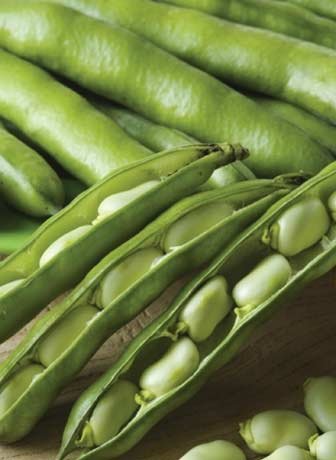 Broad Beans