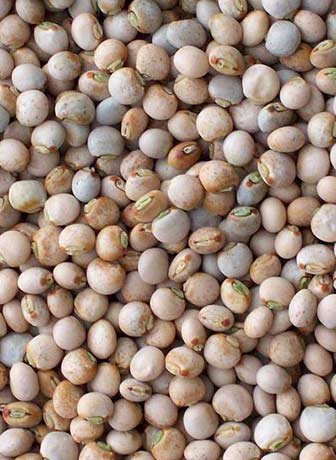 Pigeon Peas