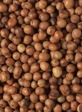 Tic Beans
