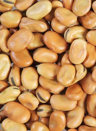 Faba Beans