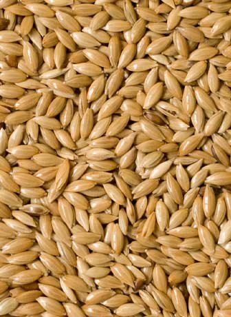 Canary Seeds