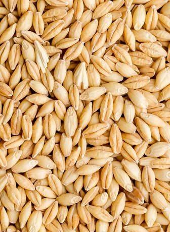 Barley