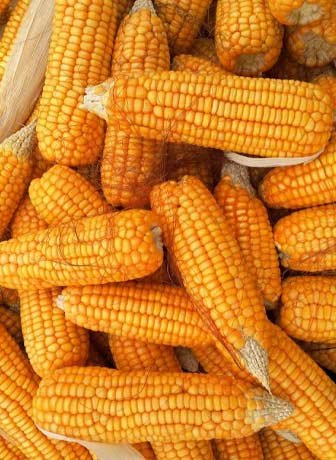 Maize