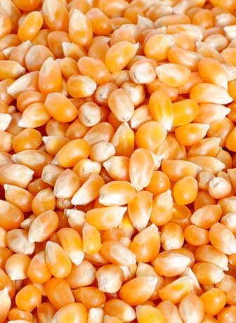 Popcorn