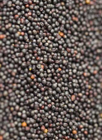 Canola Seeds