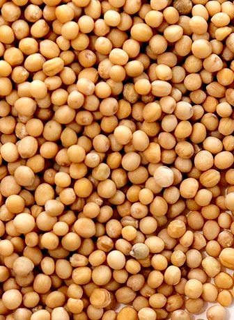 Mustard Seeds