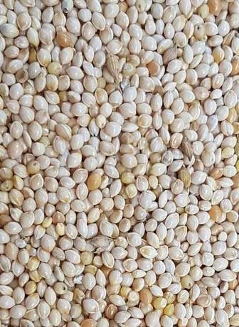 White Millet
