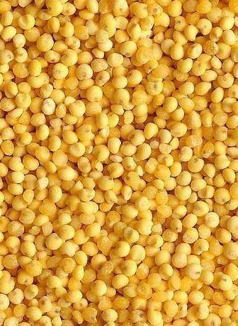 Yellow Millet