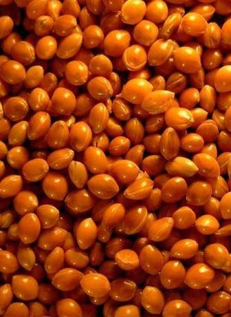 Red Millet