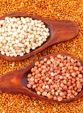 Sorghum
